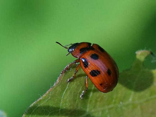 Gonioctena decemnotata